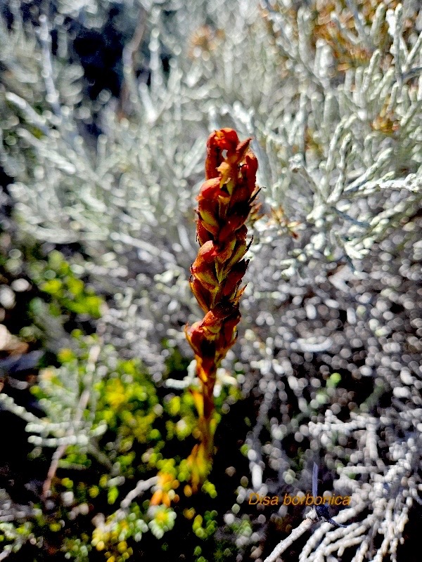 Disa borbonica Orchidaceae E ndémique La Réunion 54.jpeg