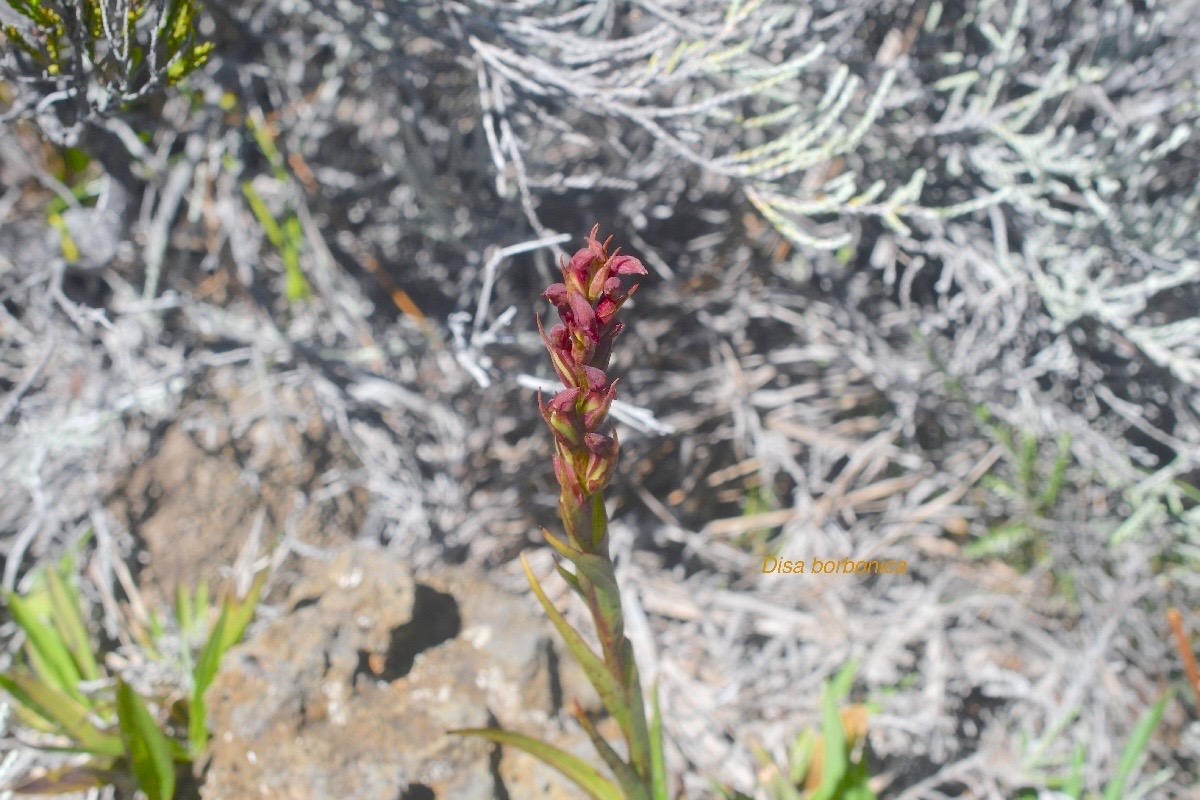 Disa borbonica Orchidaceae En démique La Réunion 1495.jpeg