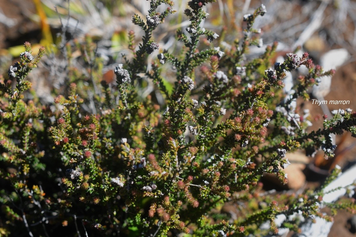 Erica galioides Thym marron Ericace ae Endémique La Réunion 1494.jpeg