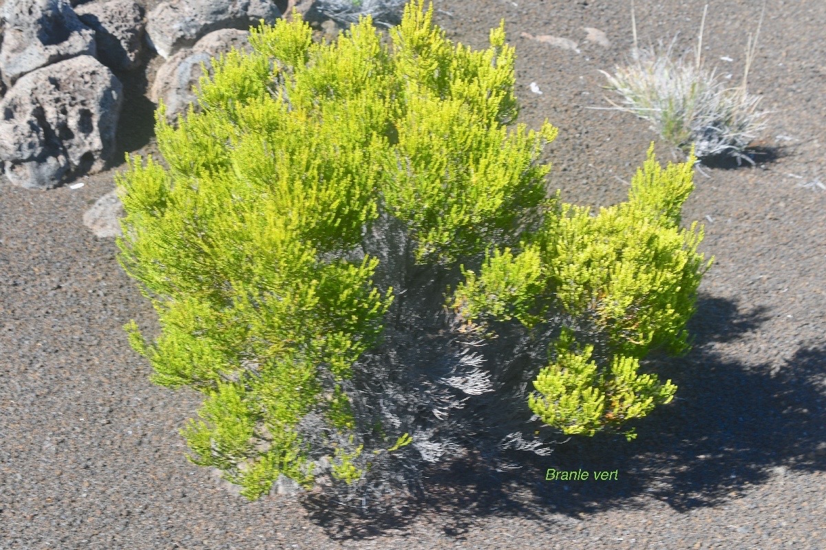 Erica reunionensis Branle vert Erica ceae Endémique La Réunion 1482.jpeg