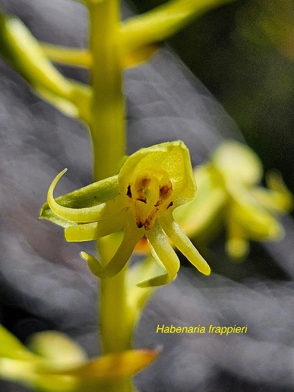 Habenaria frappieri Petit mai?s Orchi daceae Endémique La Réunion 07.jpeg