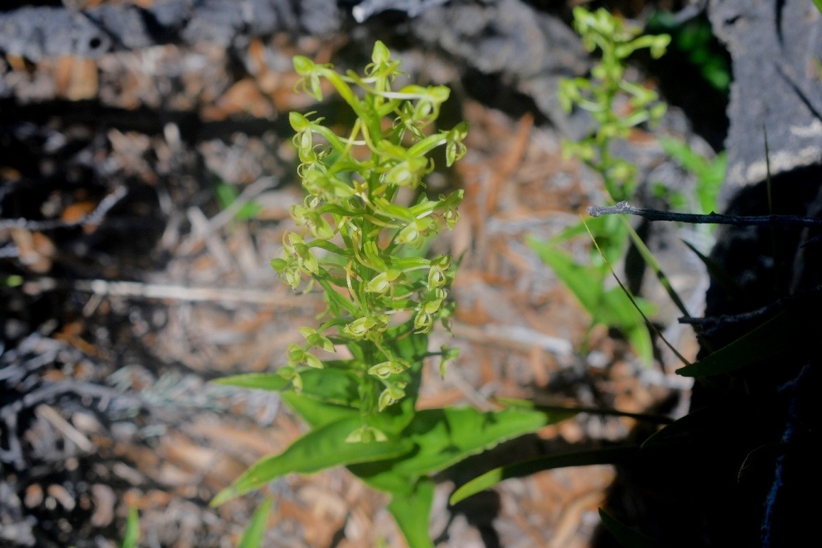 Habenaria frappieri Petit maïs Orchidaceae Endémique La Réunion 1514.jpeg