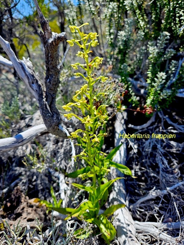 Habenaria frappieri Petit maïs Orchidaceae Endémique La Réunion 39.jpeg