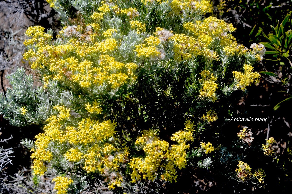 Hubertia tomentosa Ambaville blanc Asteraceae Endémique La Réunion 1504.jpeg