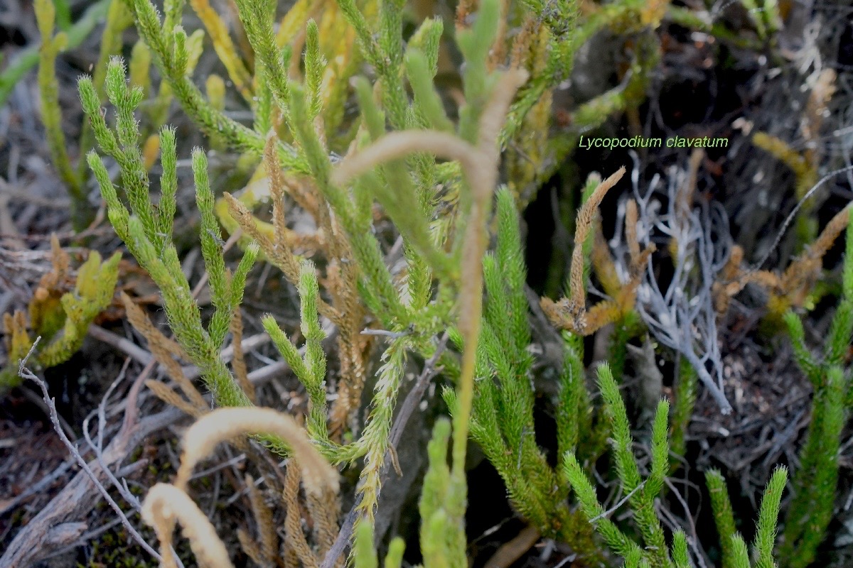 Lycopodium clavatum Lycopodiaceae Indigène La Réunion 1537.jpeg