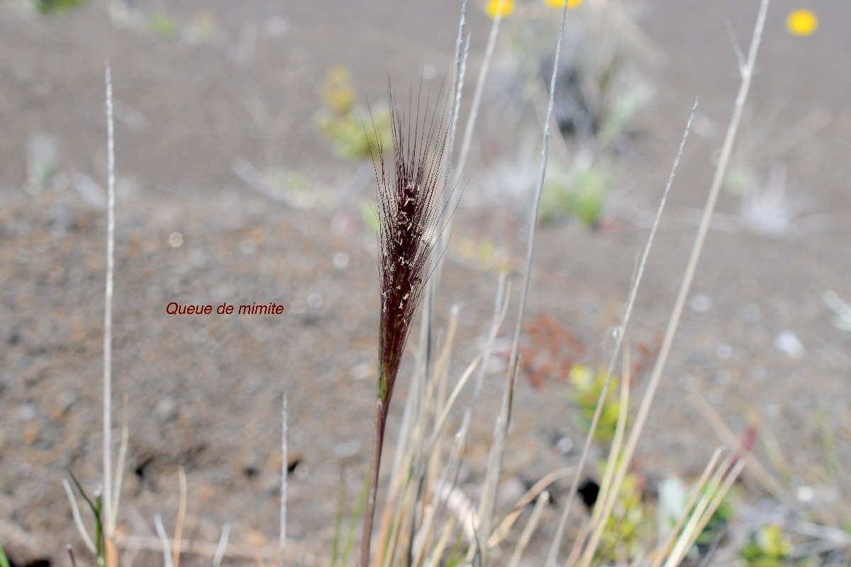 Pennisetum caffrum Queue de mimite Poaceae Endémique La Réunion 1508.jpeg