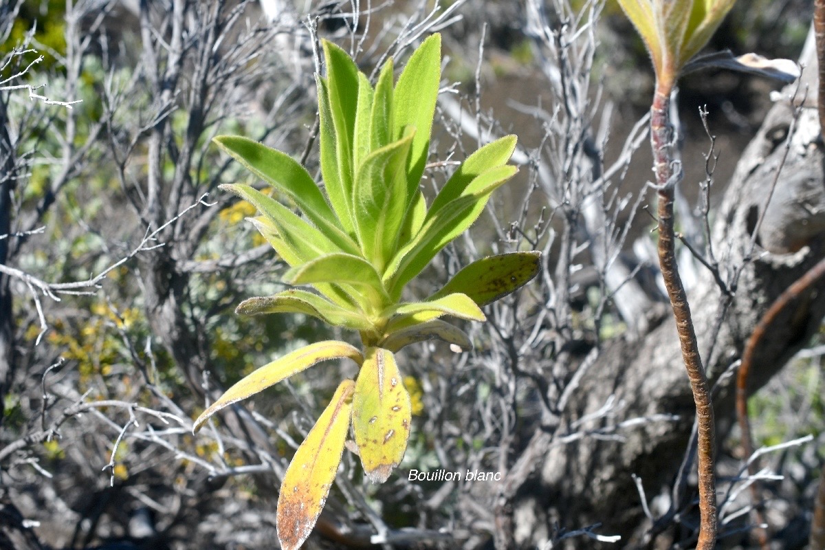 Psiadia anchusifolia Bouillon blanc Asteraceae Endémique La Réunion 1501.jpeg