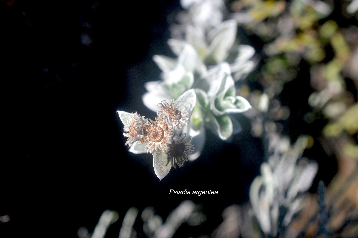 Psiadia argentea Asteraceae Endémique La Réunion 1546.jpeg