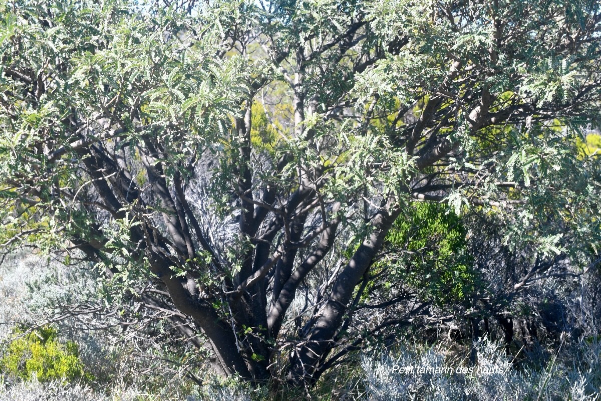 Sophora denudata Petit tamarin des hauts Fabaceae Endémique La Réunion 1492.jpeg