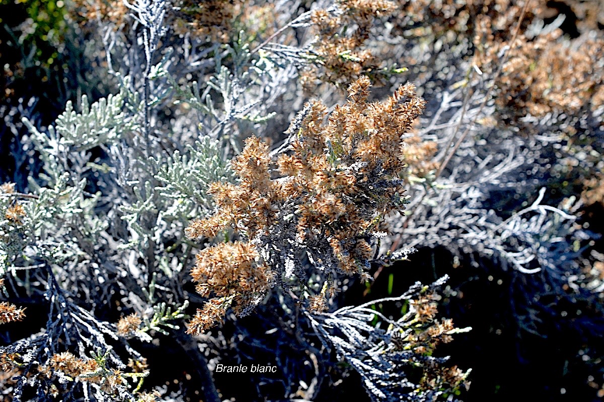 Stoebe passerinoides Branle blanc Aste raceae Endémique La Réunion 1502.jpeg