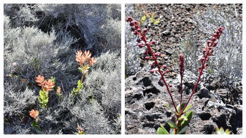 Agarista_buxifolia-Petit_Bois_de_rempart-ERICACEAE-Endemique_Reunion-20240410_180219.jpg