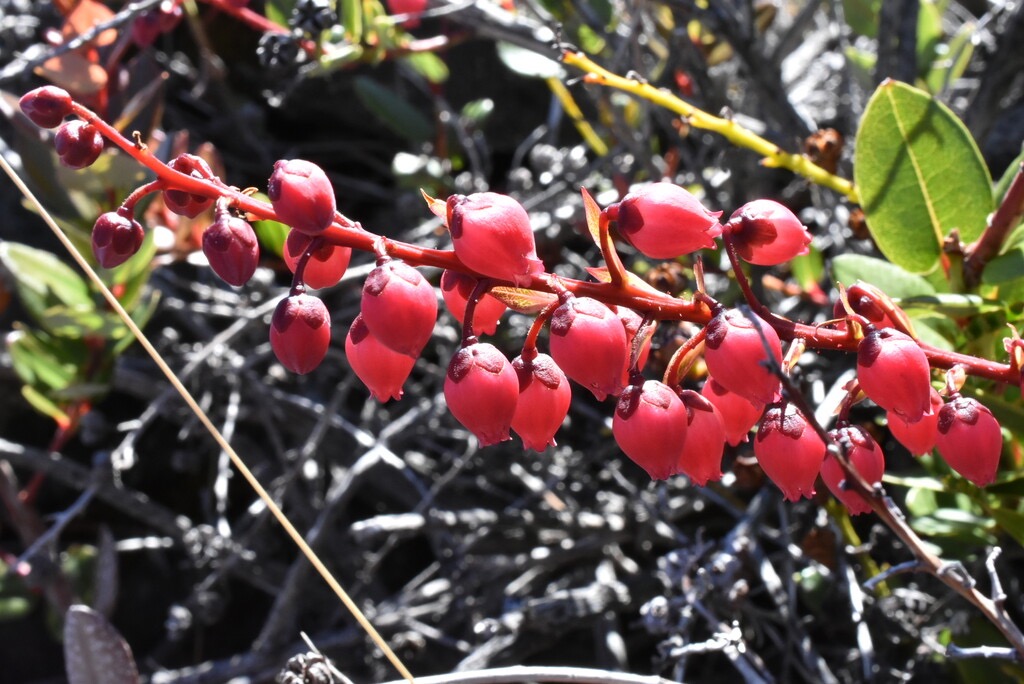 Agarista_buxifolia-Petit_Bois_de_rempart-ERICACEAE-Endemique_Reunion-MB3_5898.jpg