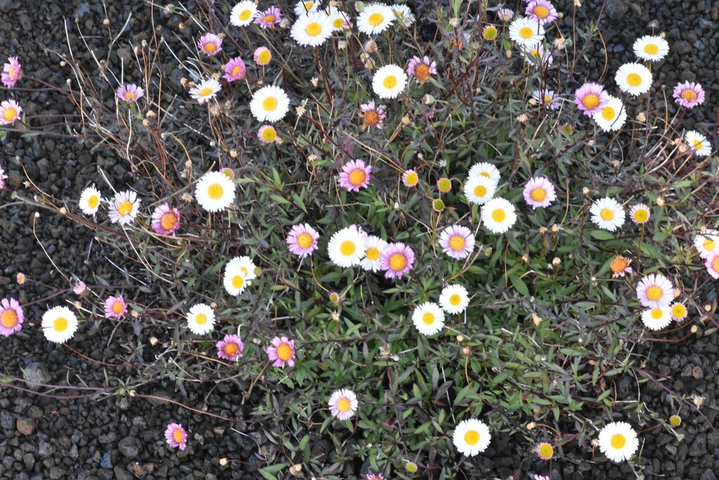 Erigeron_karvinskianus-Marguerite_folle-ASTERACEAE-EE-MB3_5989.jpg