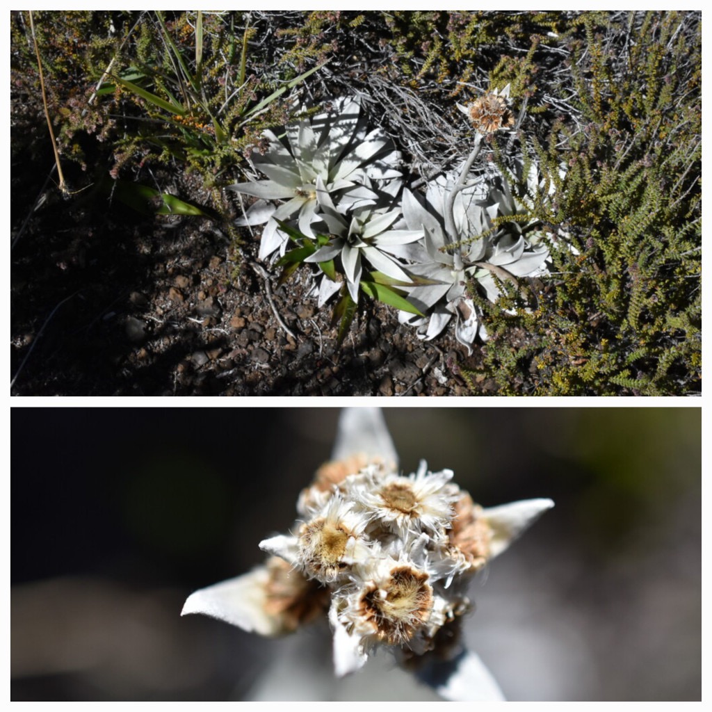 Helichrysum_arnicoides-Petit_velours-ASRERACEAE-Endemique_Reunion-20240410_180316.jpg