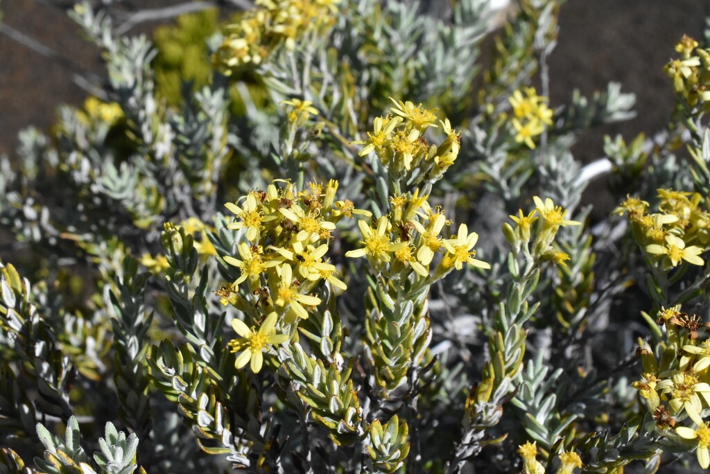 Hubertia_tomentosa_Bory_var._conyzoides-Petit_ambaville-ASTERACEAE-Endemique_Reunion-MB3_5875.jpg