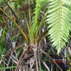 Alsophila cooperi Fanjan australien Cyatheaceae E.jpeg