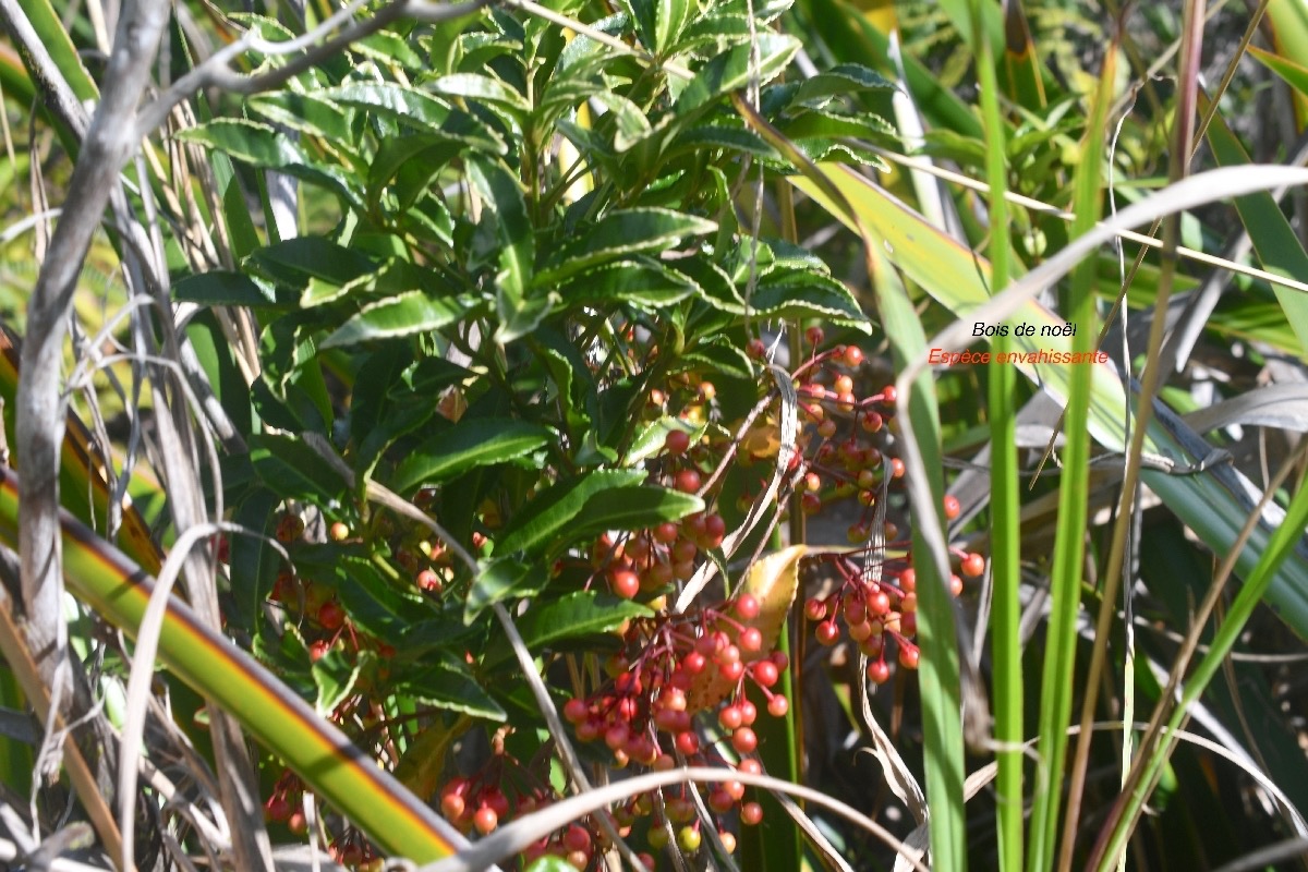 Ardisia crenata Bois de Noël Primulaceae E.jpeg