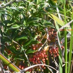 Ardisia crenata Bois de Noël Primulaceae E.jpeg