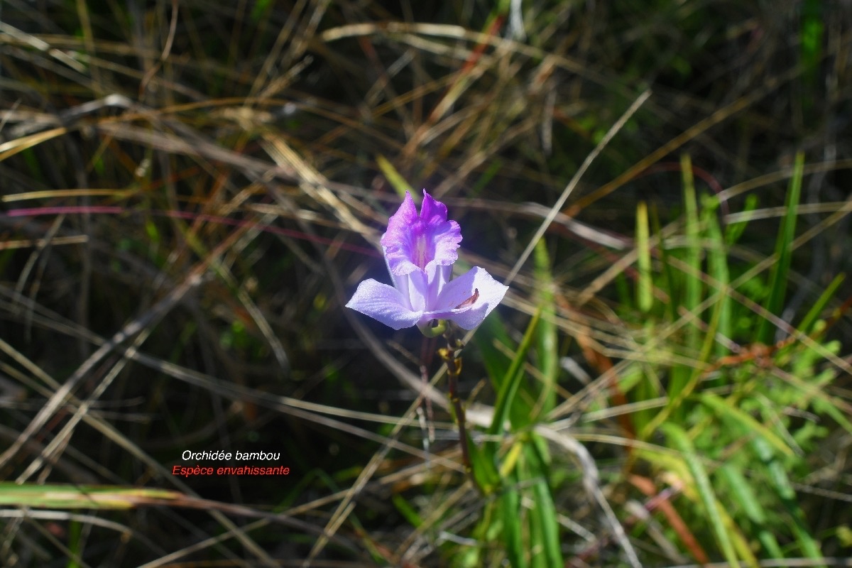 Arundina graminifolia Orchidée bambou Orchidaceae E .jpeg