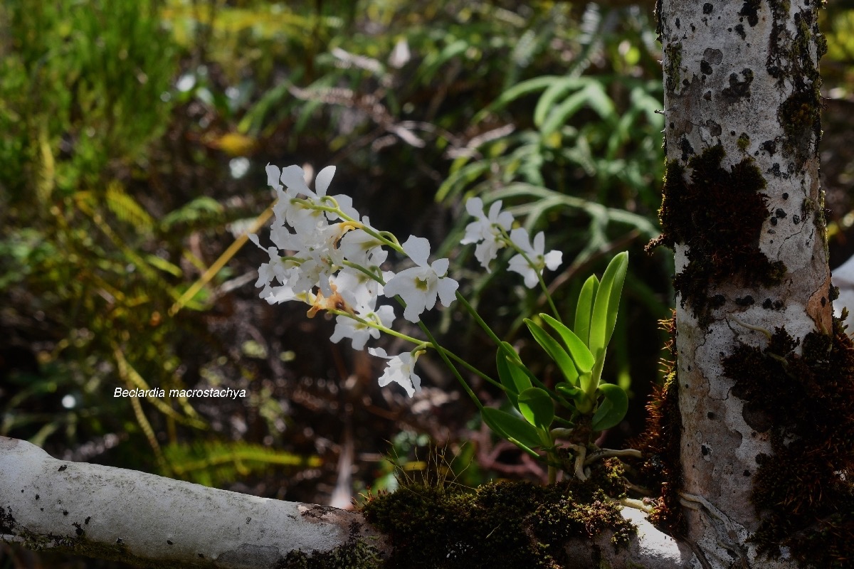 Beclardia macrostachya Orchidacea e Indigène La Réunion 8202.jpeg