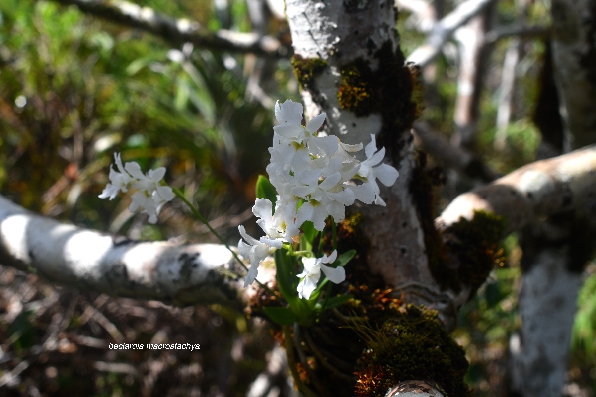 Beclardia macrostachya Orchidacea e Indigène La Réunion 8208.jpeg