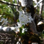 Beclardia macrostachya Orchidacea e Indigène La Réunion 8208.jpeg