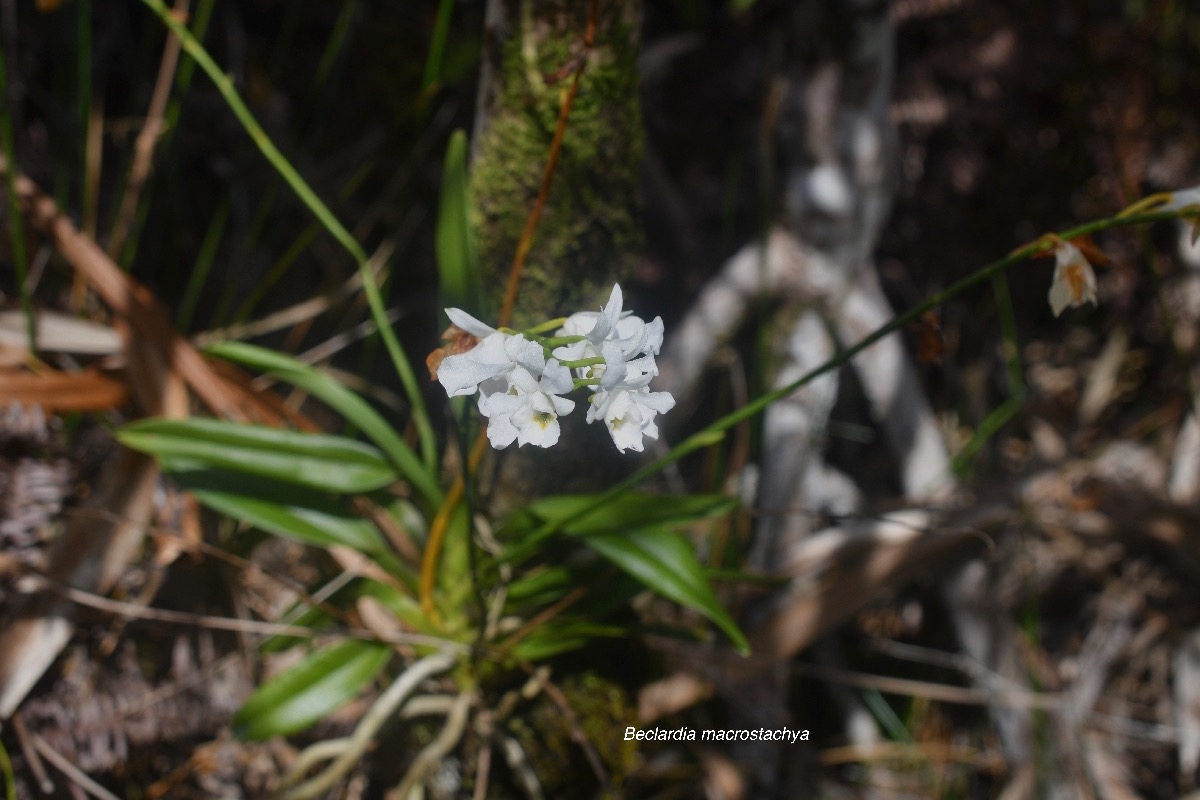 Beclardia macrostachya Orchidacea e Indigène La Réunion 8213.jpeg