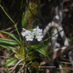 Beclardia macrostachya Orchidacea e Indigène La Réunion 8213.jpeg