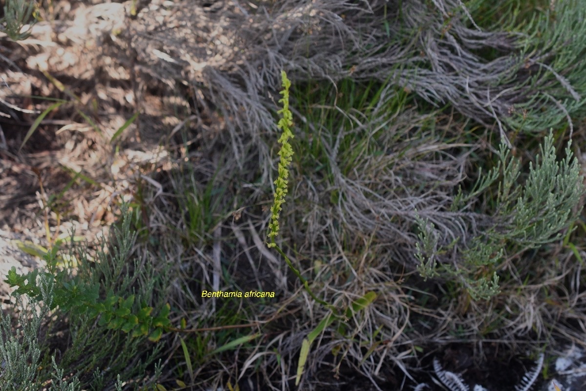 Benthamia africana ( spiralis) Orchidaceae Indigène La Réunion 8114.jpeg