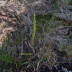 Benthamia africana ( spiralis) Orchidaceae Indigène La Réunion 8114.jpeg