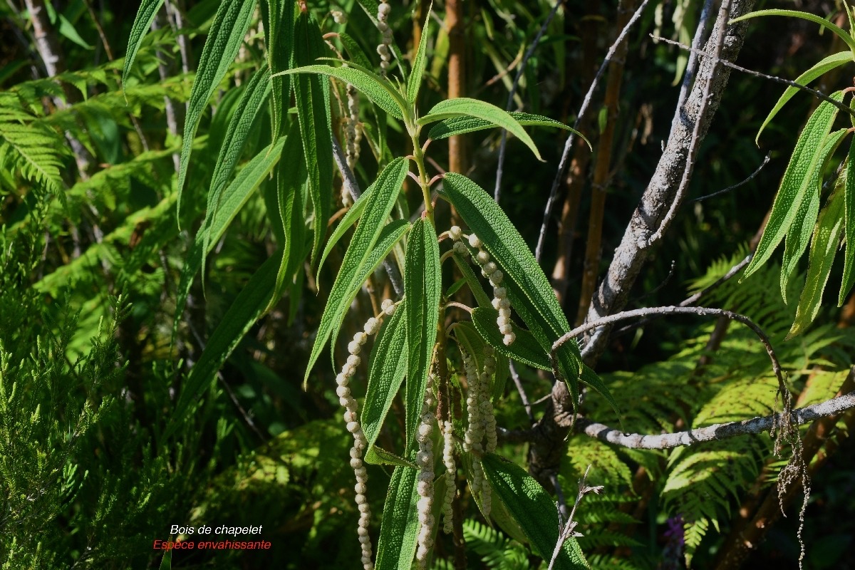 Boehmeria penduliflora Bois de chapelet Urticaceae E.jpeg