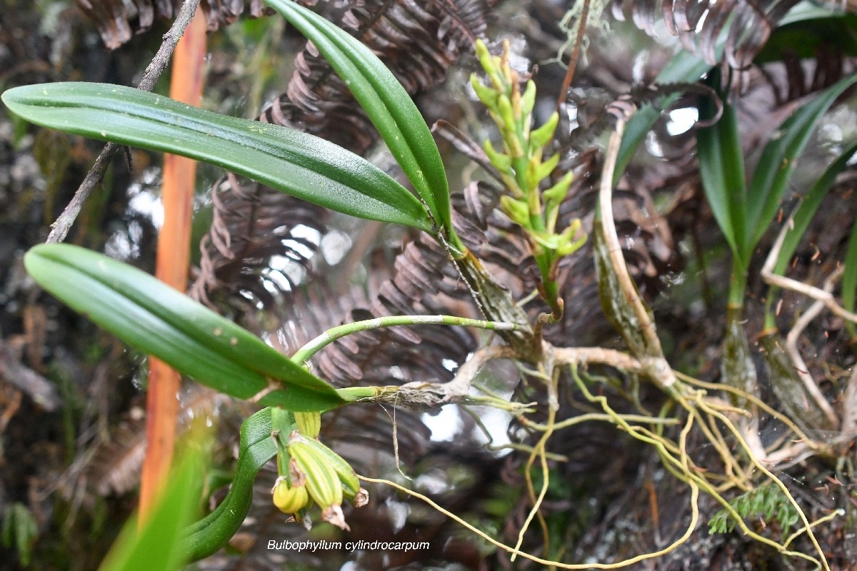 Bulbophyllum cylindrocarpum Orchida ceae Indigène La Réunion 8219.jpeg