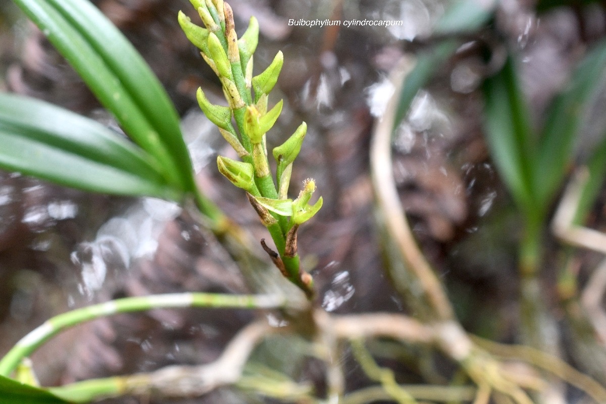 Bulbophyllum cylindrocarpum Orchida ceae Indigène la Réunion 8217.jpeg