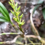 Bulbophyllum cylindrocarpum Orchida ceae Indigène la Réunion 8217.jpeg