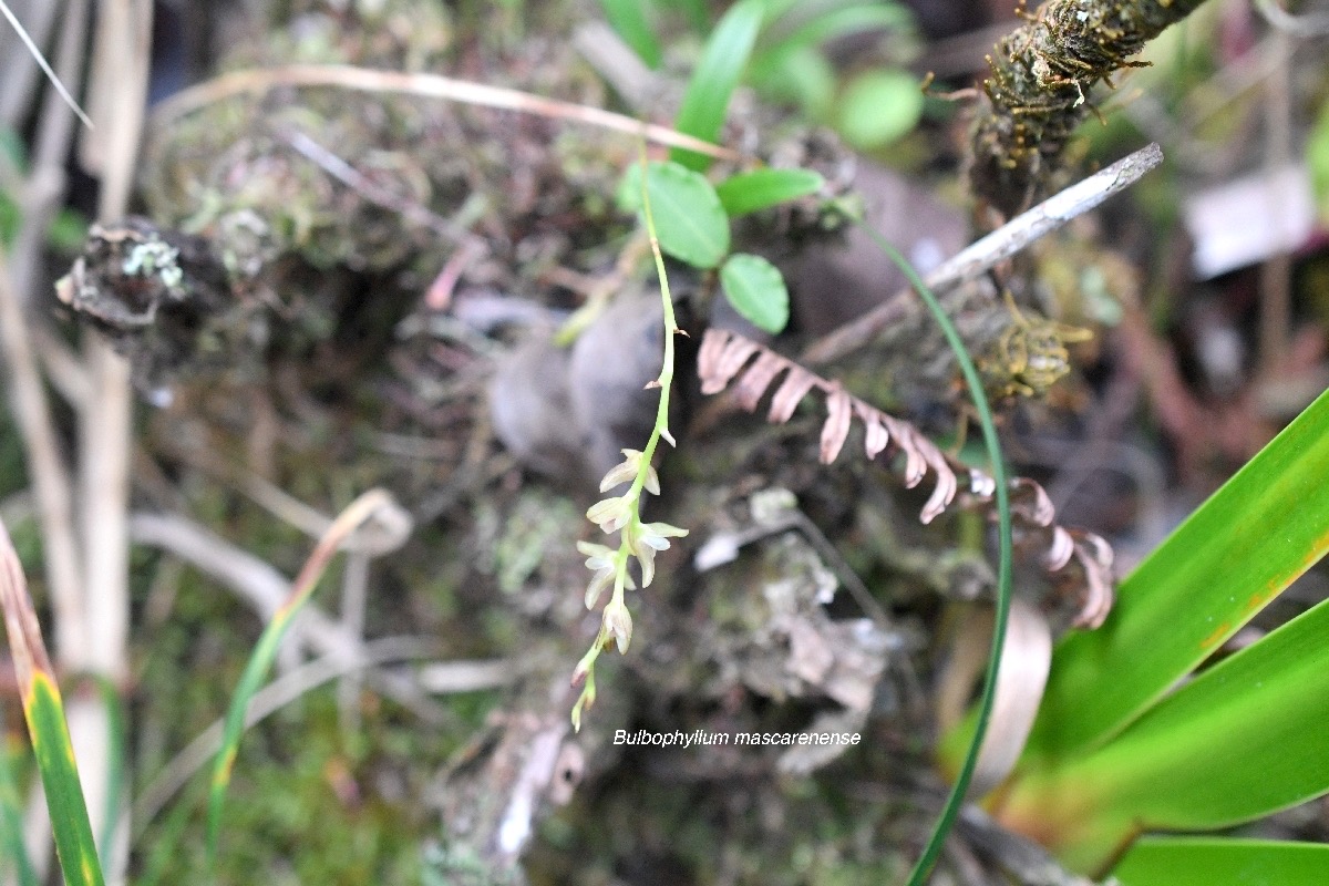 Bulbophyllum mascarenense ( minutum ) Orchidaceae 8223.jpeg