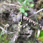 Bulbophyllum mascarenense ( minutum ) Orchidaceae 8223.jpeg