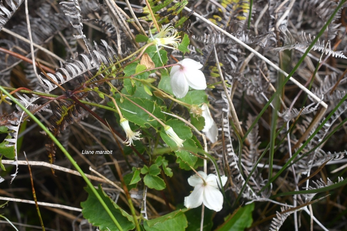 Clematis mauritiana Liane marabit Ranunculace ae La Réunion, Maurice, Madagascar 8239.jpeg