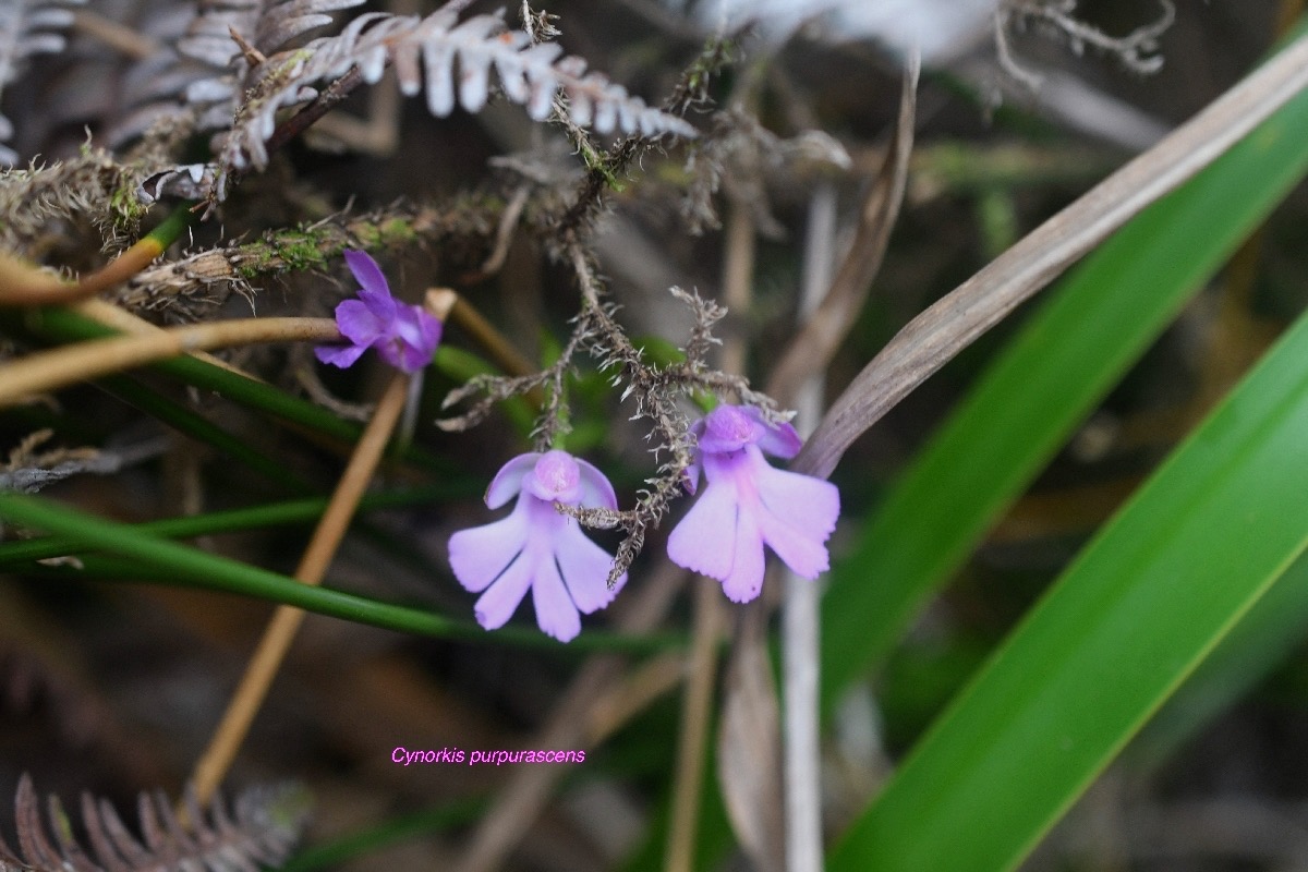 Cynorkis purpurascens Orchidacea e Indigène La Réunion 8237.jpeg