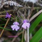 Cynorkis purpurascens Orchidacea e Indigène La Réunion 8237.jpeg