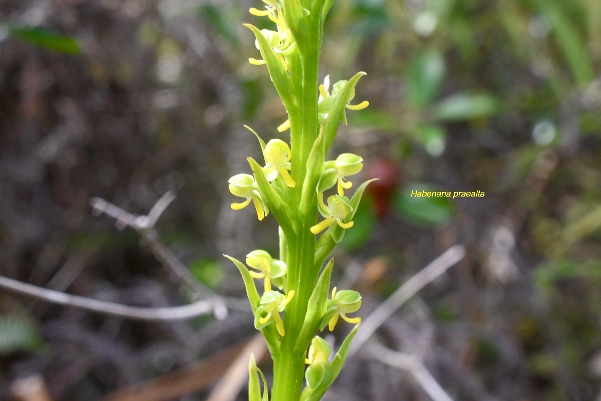 Habenaria praealta Orchidaceae  Endémique la Réunion 8187.jpeg