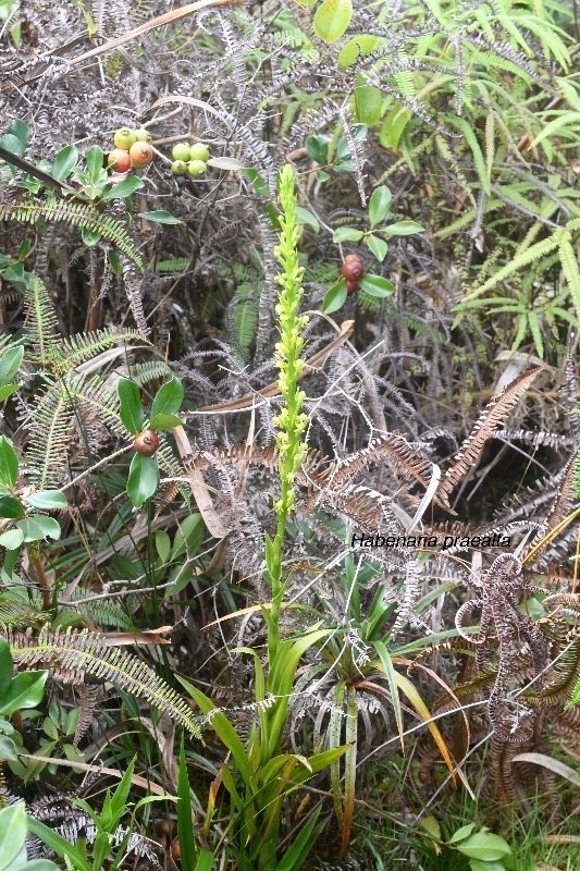 Habenaria praealta Orchidaceae  Endémique la Réunion 8189.jpeg