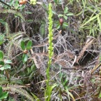 Habenaria praealta Orchidaceae  Endémique la Réunion 8189.jpeg