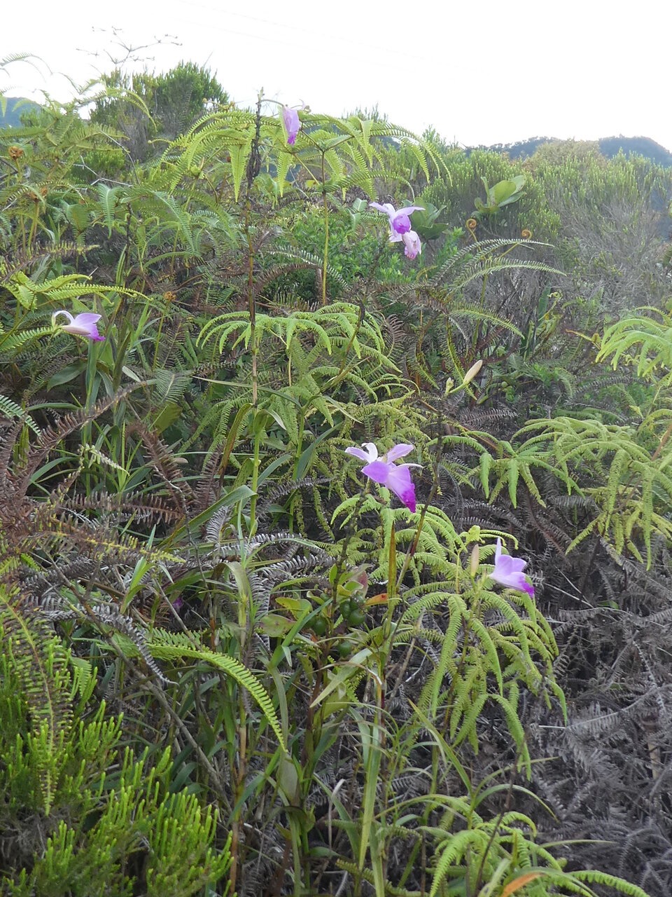 Arundina graminifolia - Orchidee bambou - ORCHIDACEAE - Asie tropicale EE - P1060644.jpg