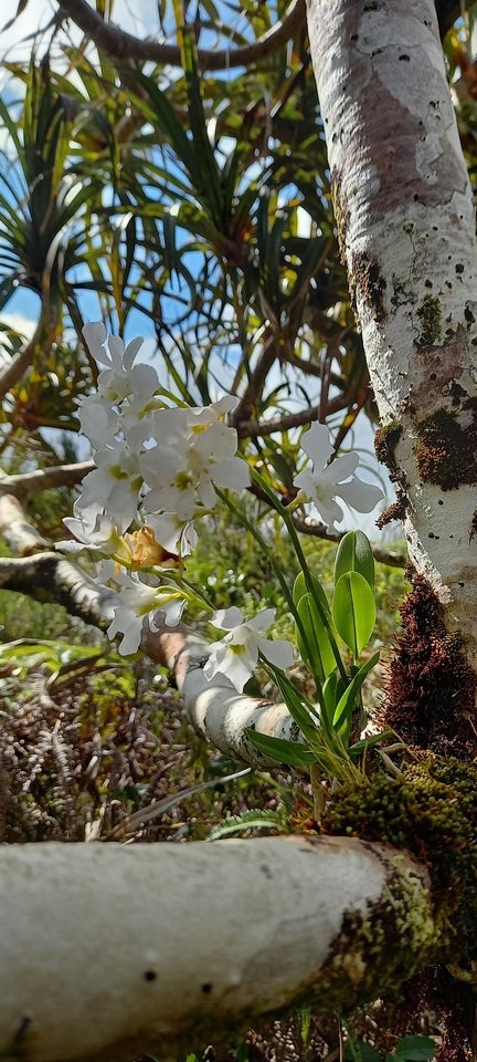 Beclardia macrostachya - EPIDENDROIDEAE - Indigene Reunion - 20230523_112332.jpg