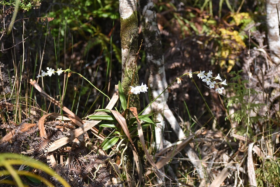 Beclardia macrostachya - EPIDENDROIDEAE - Indigene Reunion - MB3_2273.jpg