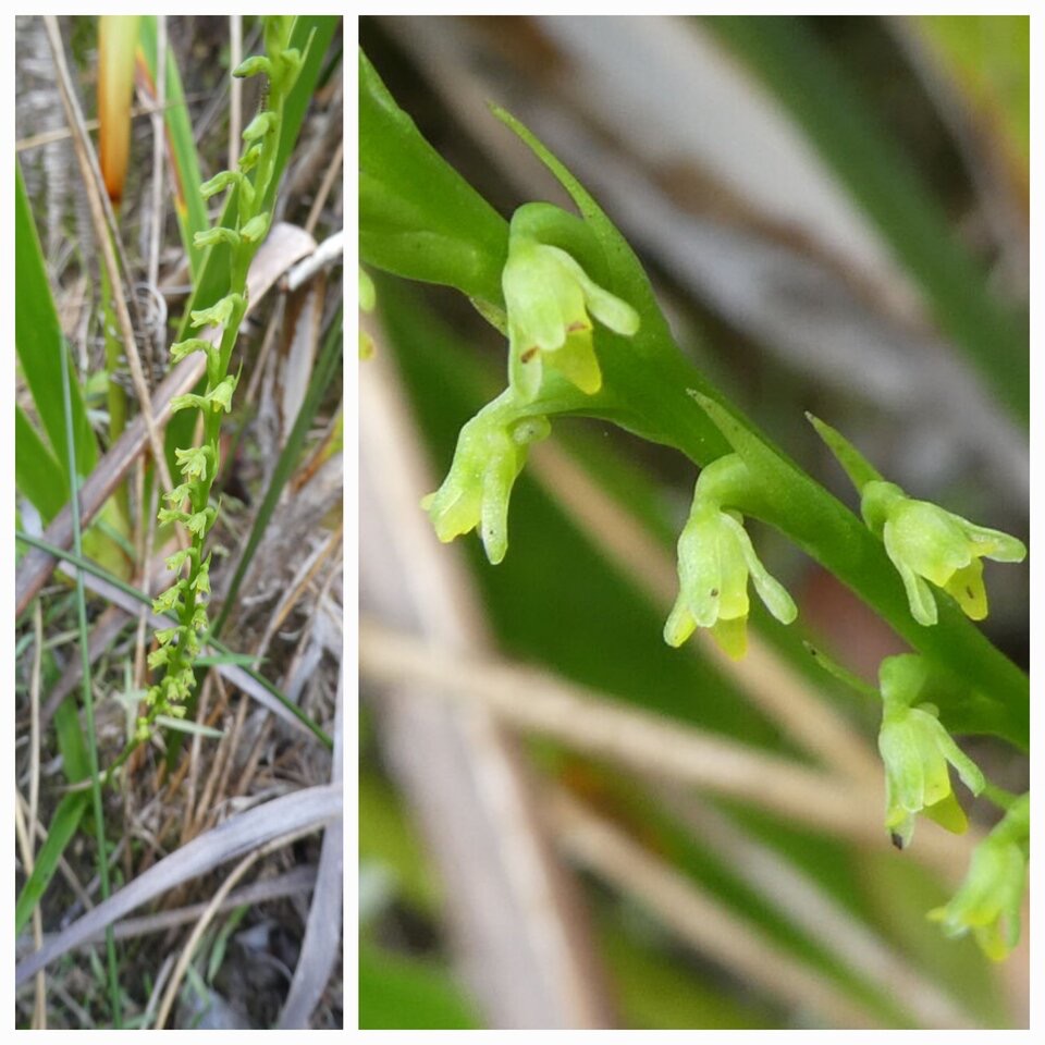 Benthamia africana (ex spiralis) ORCHIDOIDEAE - Indigene Reunion - 20230524_131142.jpg