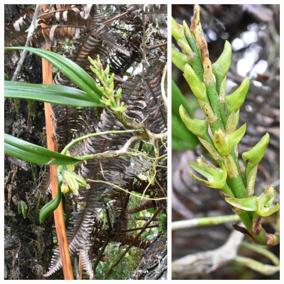 Bulbophyllum cylindrocarpum - EPIDENDROIDEAE - Indigene Reunion - 20230524_162709.jpg