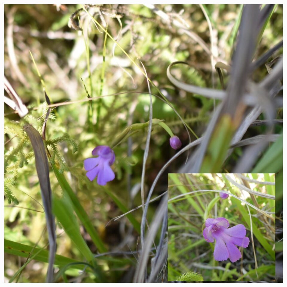 Cynorkis purpurascens - Orchidoideae - Indigene Reunion - 20230524_130534.jpg