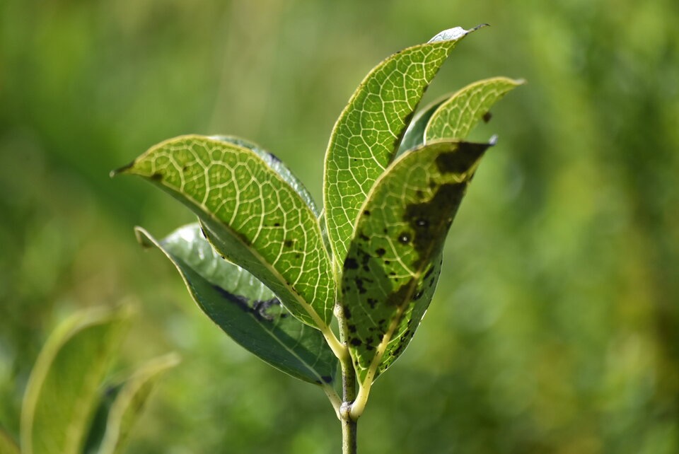 Geniostima borbonicum - Bois de piment - LOGANIACEAE - Endemique Reunion Maurice - MB3_2223.jpg