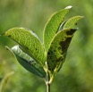 Geniostima borbonicum - Bois de piment - LOGANIACEAE - Endemique Reunion Maurice - MB3_2223.jpg